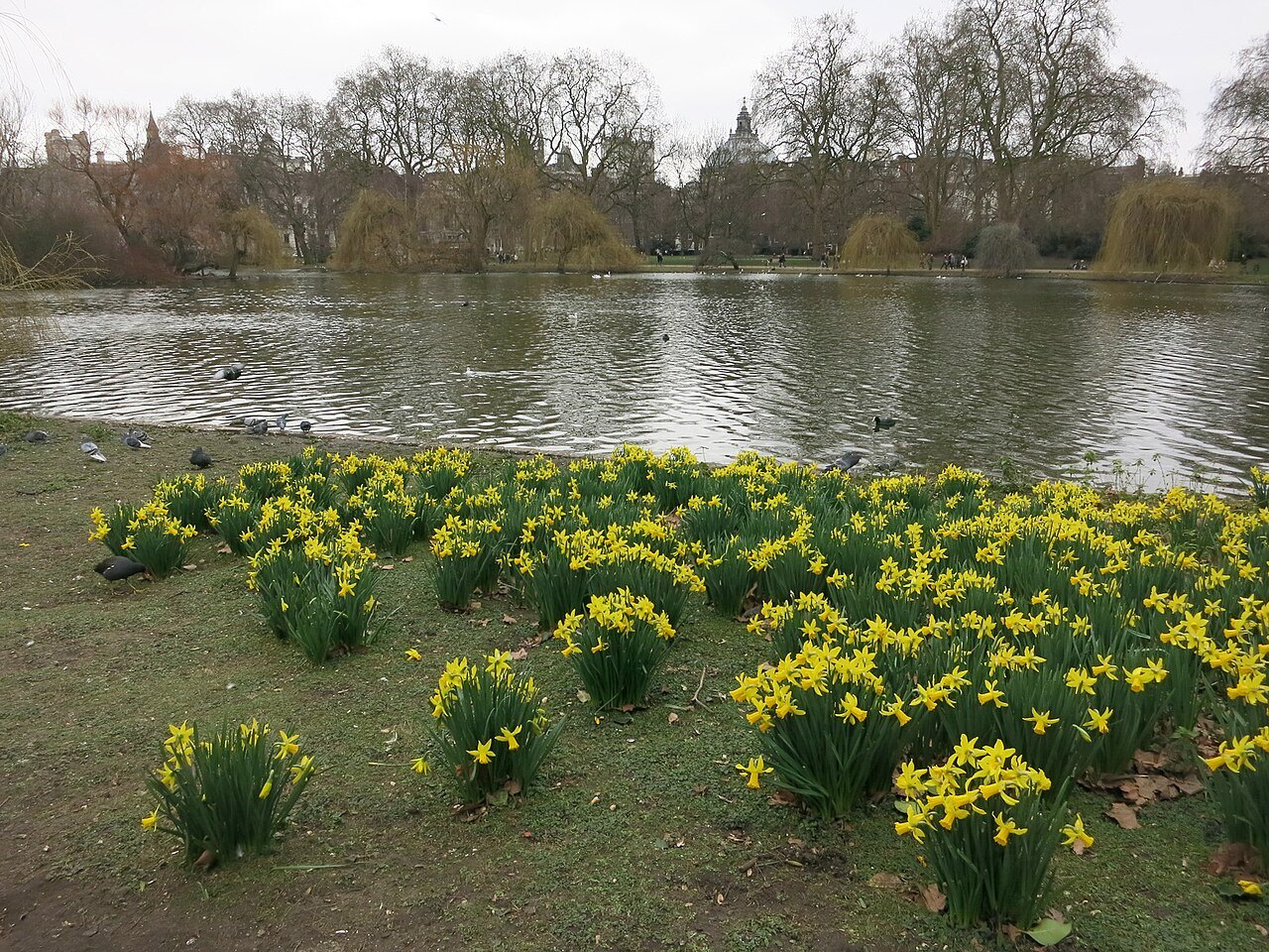 Daffodils by the water in St James's Park, with willows beyond the lake