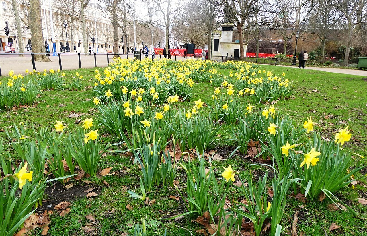 Daffodils in flower on the grass of St James's Park, with walkers and a red bus beyond the trees