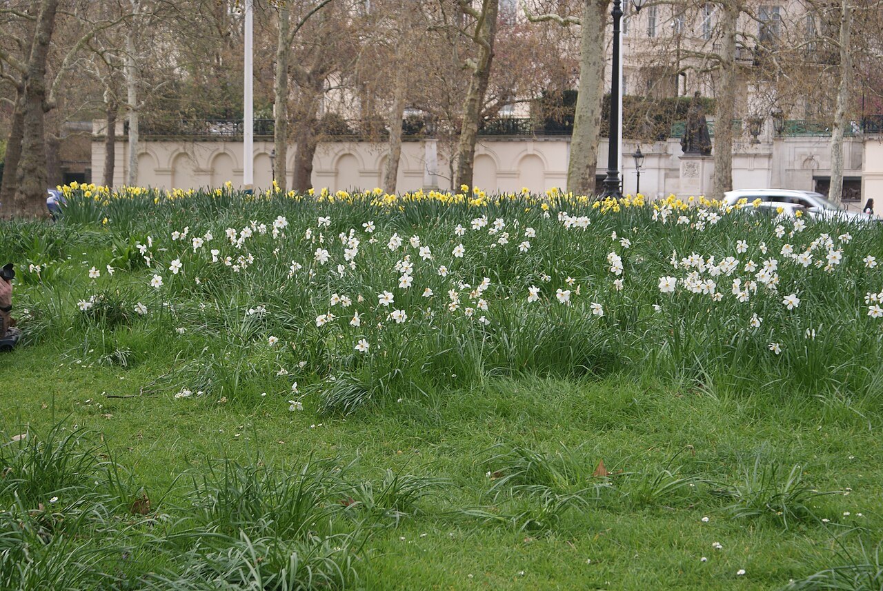 White daffodils on the grass of St James's Park, with bare trees and a tall building behind