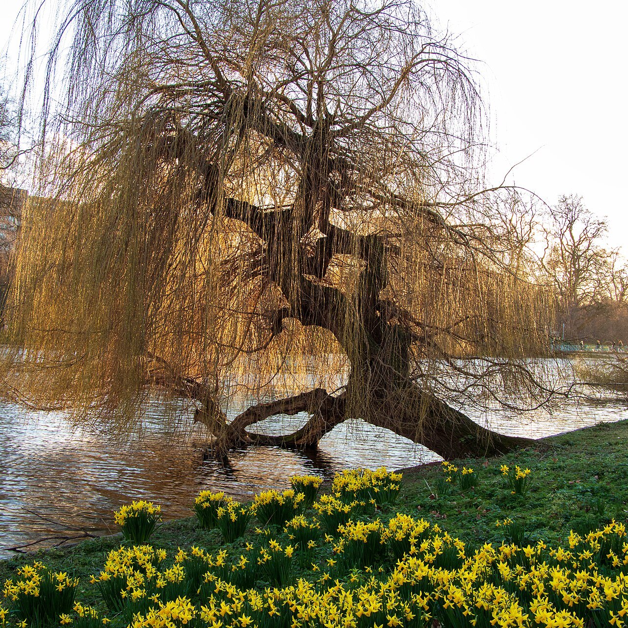 A weeping willow and a bank of daffodils at the edge of the lake in St James's Park