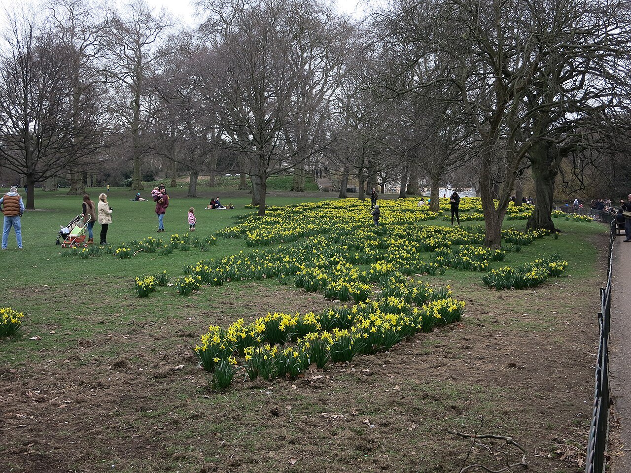 Yellow daffodils in a long drift on the open ground of St James's Park, with children playing beyond