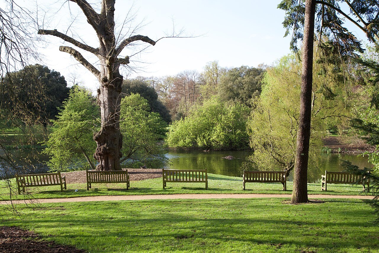 A bench beside the lake at Kew, with a gnarled old tree and fresh spring leaves