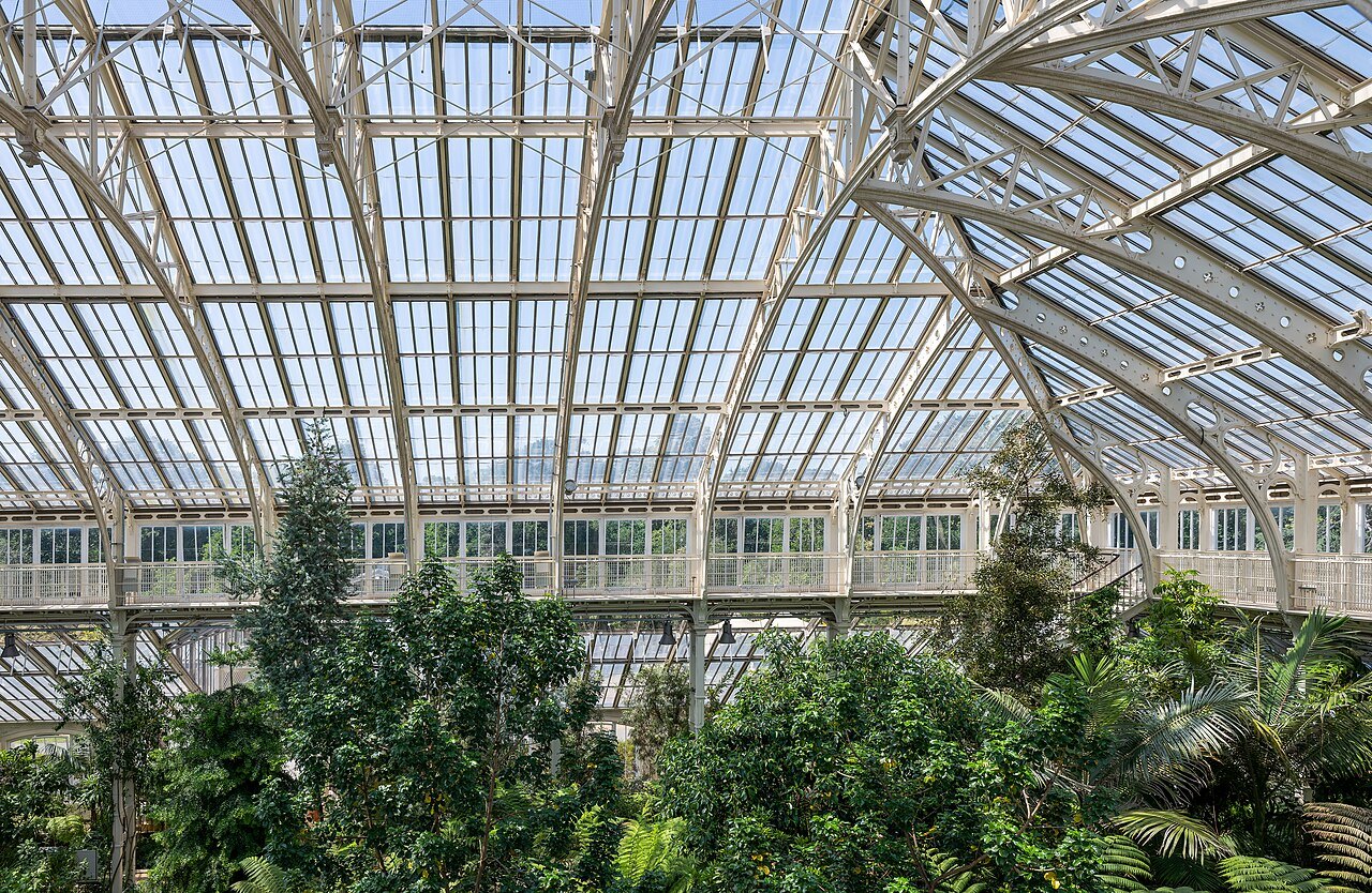 Inside the Temperate House at Kew, the white iron roof and glazing above tall plants