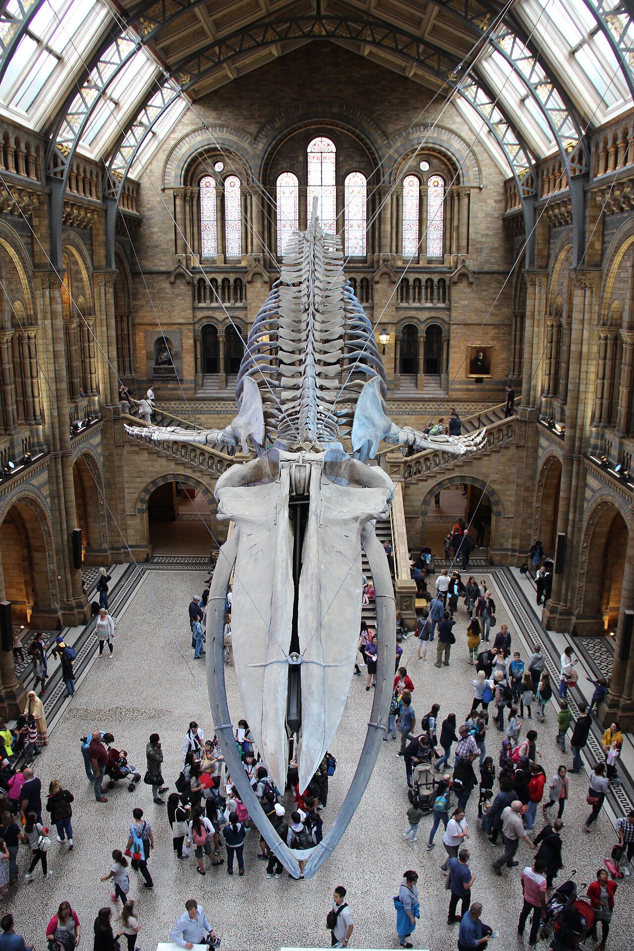 The blue whale skeleton in the Natural History Museum seen from above, with visitors below
