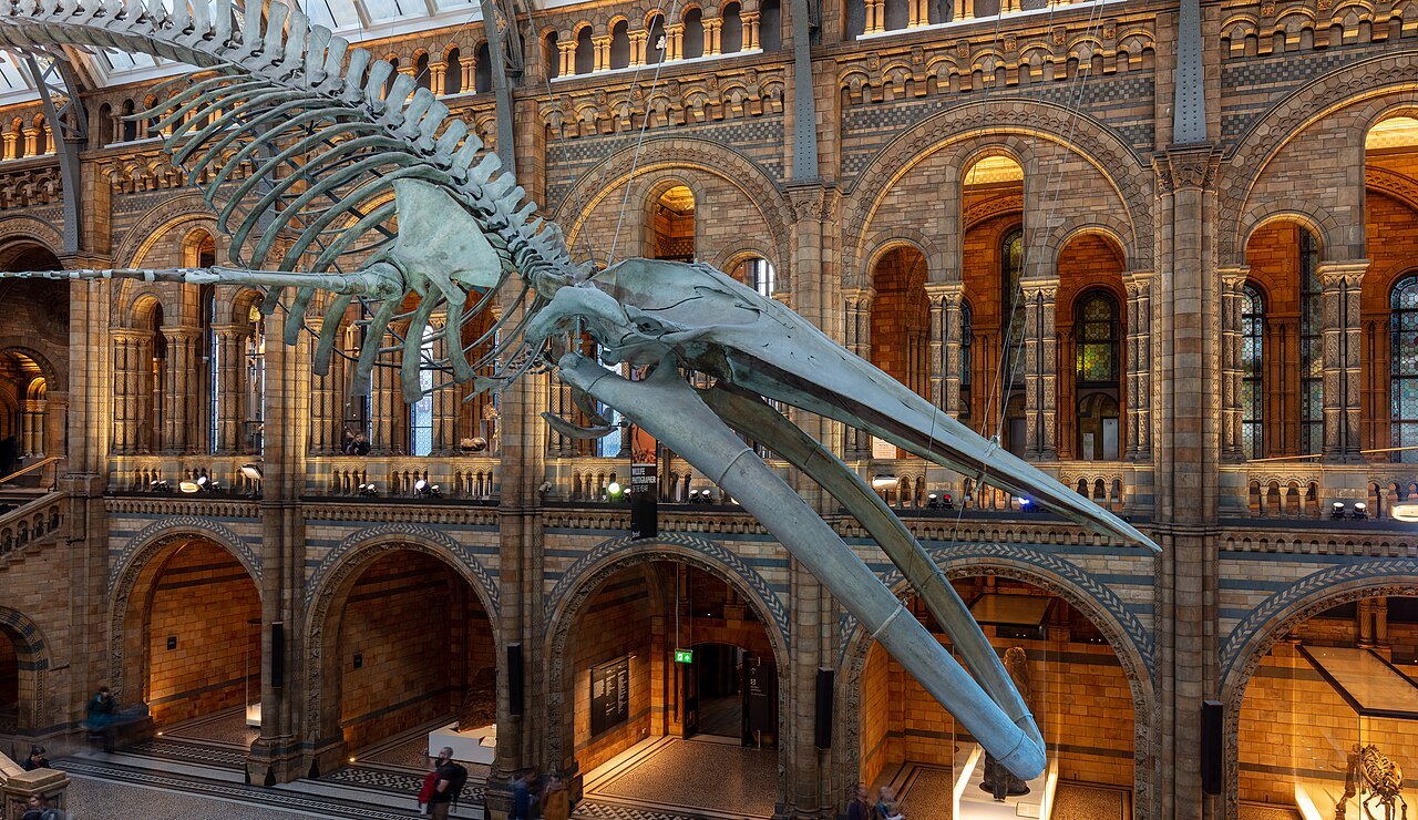 The blue whale skeleton in Hintze Hall seen from the gallery, above the arches of the hall